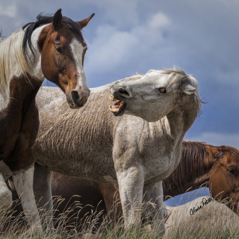 Crazy Horse by artist Claire Porter